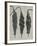 Cajophora lateritia-Karl Blossfeldt-Framed Giclee Print