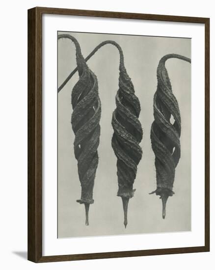 Cajophora lateritia-Karl Blossfeldt-Framed Giclee Print