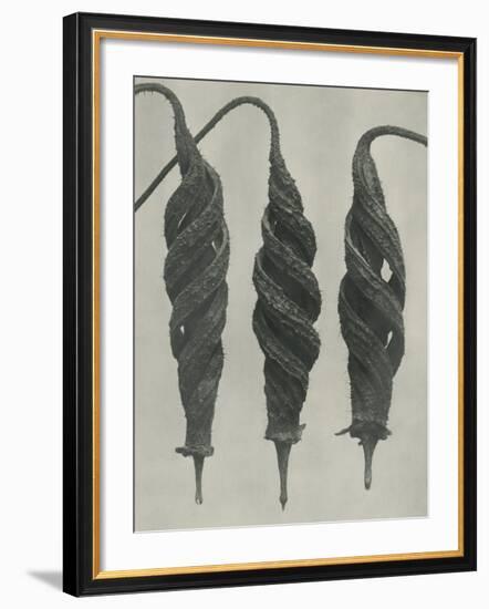 Cajophora lateritia-Karl Blossfeldt-Framed Giclee Print