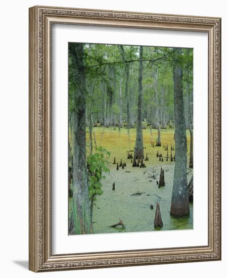 Cajun Country, Atchatalaya Swamp, Near Gibson, Louisiana, USA-Robert Francis-Framed Photographic Print