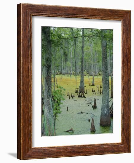 Cajun Country, Atchatalaya Swamp, Near Gibson, Louisiana, USA-Robert Francis-Framed Photographic Print