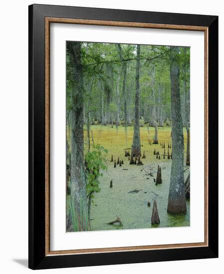 Cajun Country, Atchatalaya Swamp, Near Gibson, Louisiana, USA-Robert Francis-Framed Photographic Print