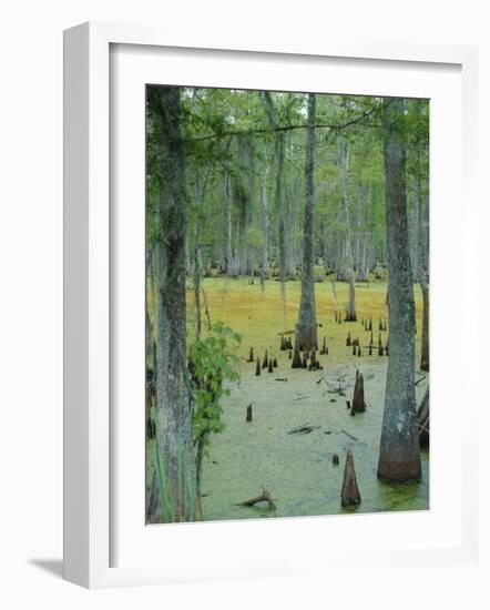 Cajun Country, Atchatalaya Swamp, Near Gibson, Louisiana, USA-Robert Francis-Framed Photographic Print