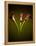 Cala Lilies 1-Mark Ashkenazi-Framed Premier Image Canvas