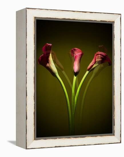 Cala Lilies 1-Mark Ashkenazi-Framed Premier Image Canvas