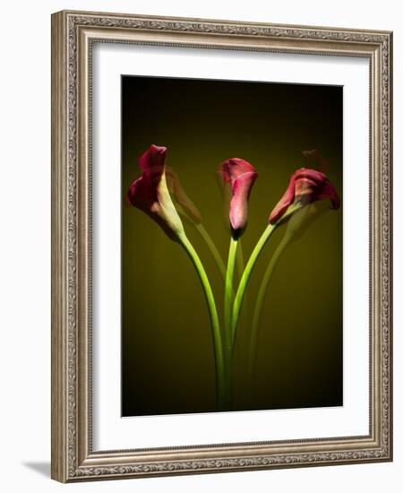 Cala Lilies 1-Mark Ashkenazi-Framed Giclee Print