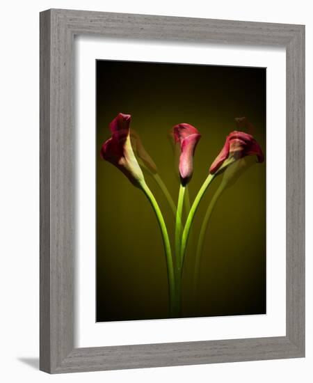 Cala Lilies 1-Mark Ashkenazi-Framed Giclee Print