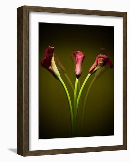 Cala Lilies 1-Mark Ashkenazi-Framed Giclee Print