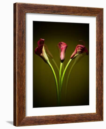 Cala Lilies 1-Mark Ashkenazi-Framed Giclee Print