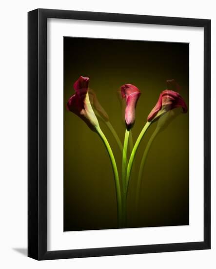 Cala Lilies 1-Mark Ashkenazi-Framed Giclee Print