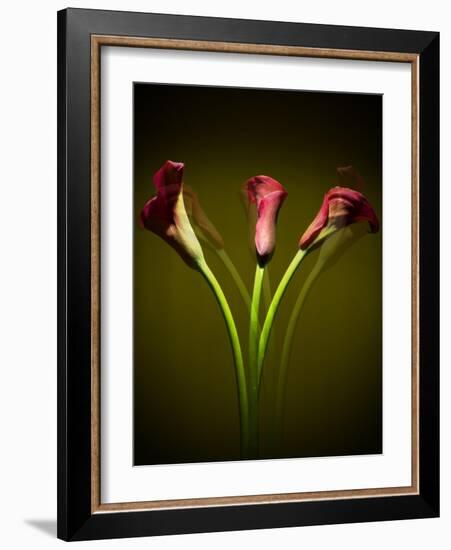 Cala Lilies 1-Mark Ashkenazi-Framed Giclee Print