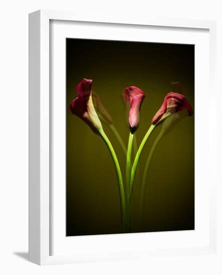 Cala Lilies 1-Mark Ashkenazi-Framed Giclee Print