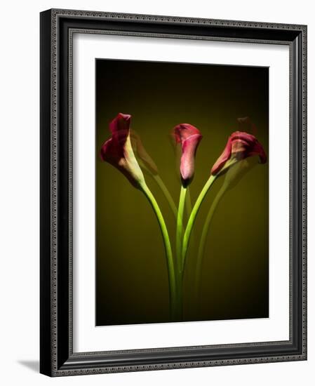 Cala Lilies 1-Mark Ashkenazi-Framed Giclee Print