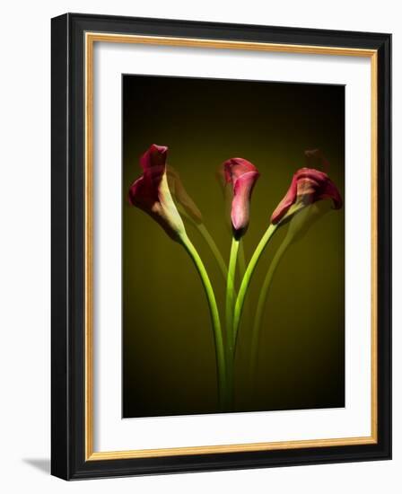 Cala Lilies 1-Mark Ashkenazi-Framed Giclee Print