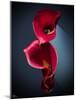 Cala Lilies 2-Mark Ashkenazi-Mounted Giclee Print