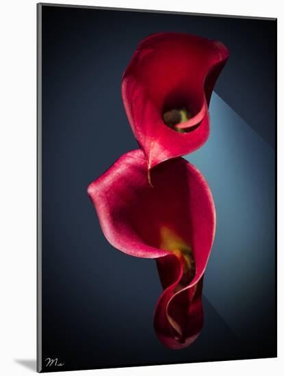 Cala Lilies 2-Mark Ashkenazi-Mounted Giclee Print