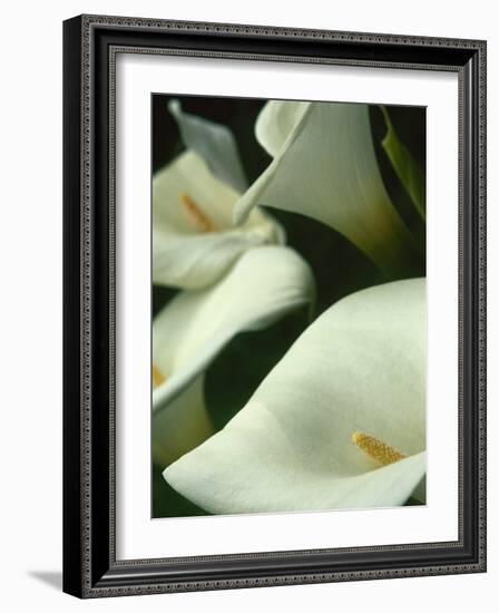 Cala Lilies, Big Sur, California, USA-Jerry Ginsberg-Framed Photographic Print