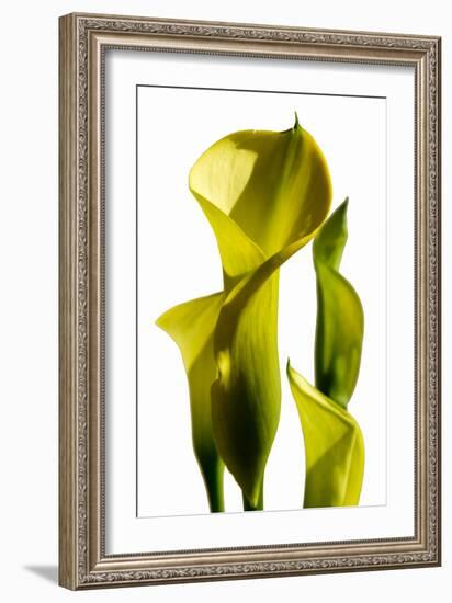 Cala lilies-Charles Bowman-Framed Photographic Print