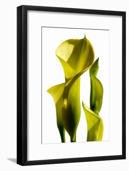 Cala lilies-Charles Bowman-Framed Photographic Print