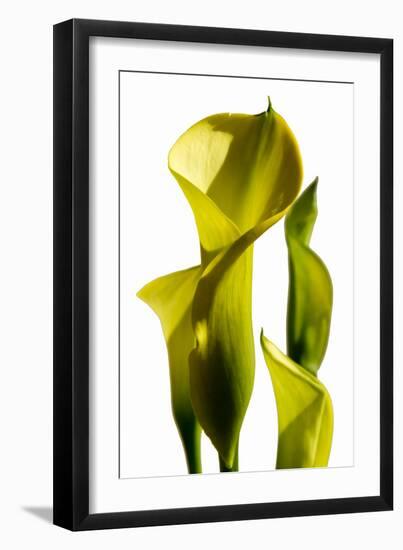 Cala lilies-Charles Bowman-Framed Photographic Print