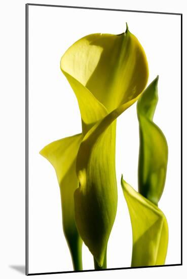Cala lilies-Charles Bowman-Mounted Photographic Print