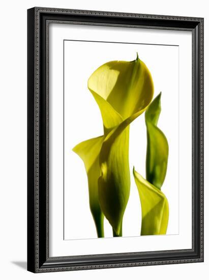 Cala lilies-Charles Bowman-Framed Photographic Print