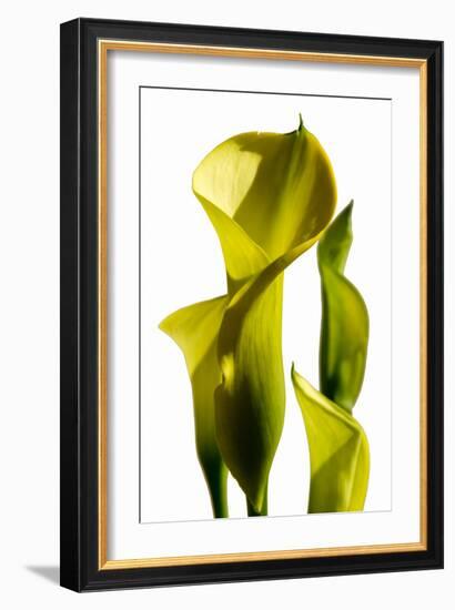 Cala lilies-Charles Bowman-Framed Photographic Print