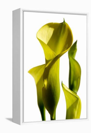 Cala lilies-Charles Bowman-Framed Premier Image Canvas