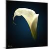 Cala Lily 1-Mark Ashkenazi-Mounted Giclee Print