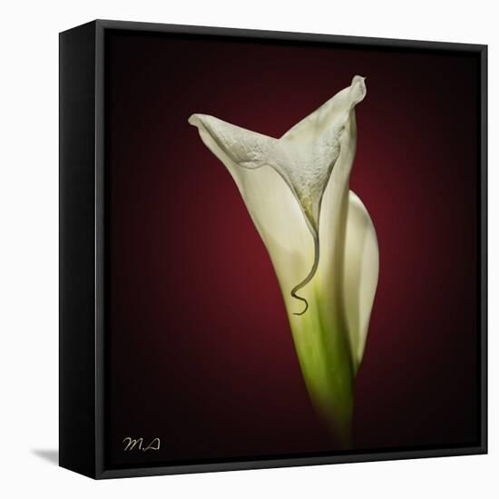 Cala Lily 2-Mark Ashkenazi-Framed Premier Image Canvas