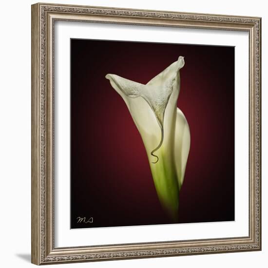 Cala Lily 2-Mark Ashkenazi-Framed Giclee Print