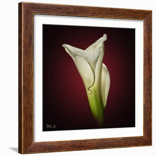 Cala Lily 2-Mark Ashkenazi-Framed Giclee Print