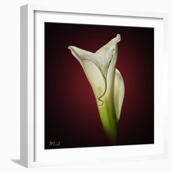 Cala Lily 2-Mark Ashkenazi-Framed Giclee Print