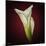 Cala Lily 2-Mark Ashkenazi-Mounted Giclee Print