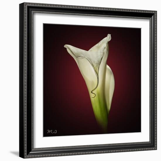 Cala Lily 2-Mark Ashkenazi-Framed Giclee Print