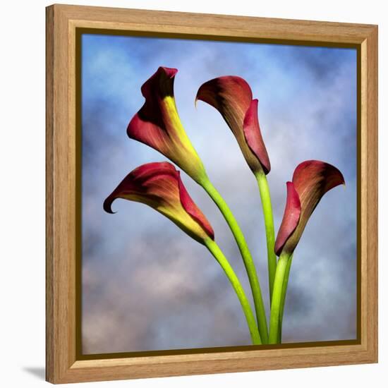 Cala Lily 6-Mark Ashkenazi-Framed Premier Image Canvas