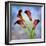 Cala Lily 6-Mark Ashkenazi-Framed Giclee Print