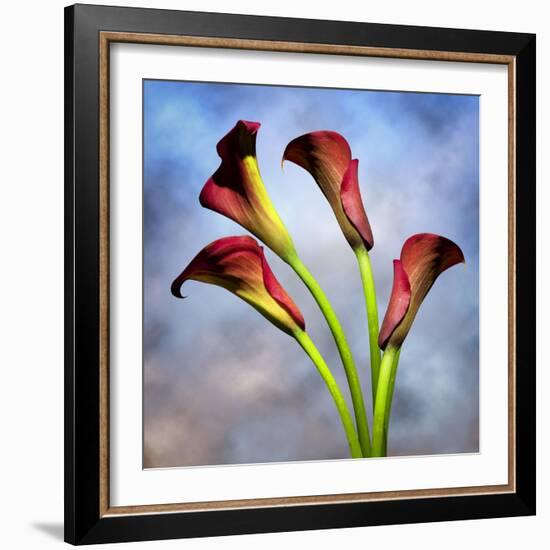 Cala Lily 6-Mark Ashkenazi-Framed Giclee Print