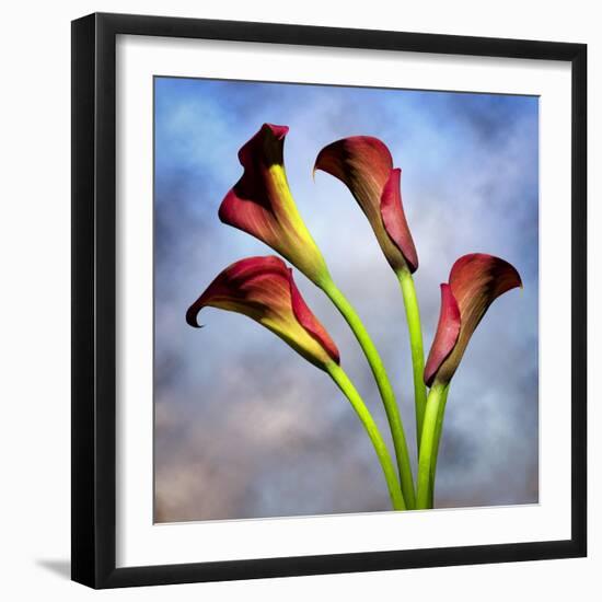 Cala Lily 6-Mark Ashkenazi-Framed Giclee Print