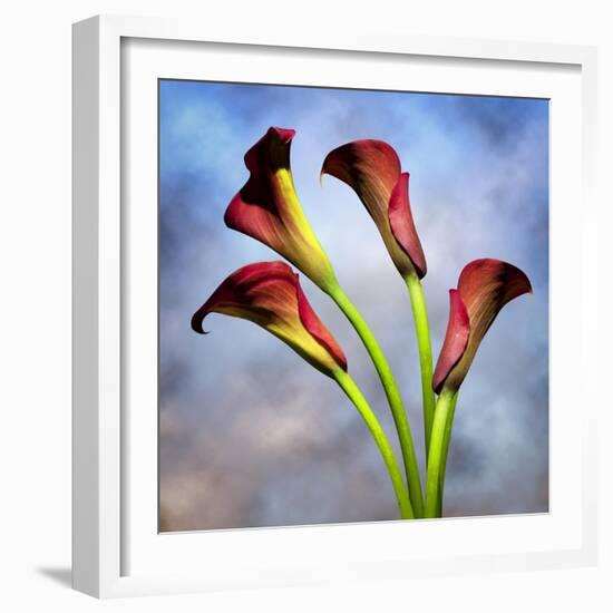 Cala Lily 6-Mark Ashkenazi-Framed Giclee Print