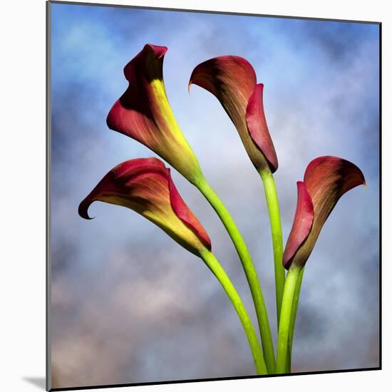 Cala Lily 6-Mark Ashkenazi-Mounted Giclee Print