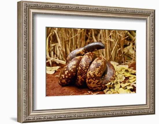 Calabar burrowing boa snake in defensive ball, captive-Daniel Heuclin-Framed Photographic Print