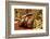 Calabar burrowing boa snake in defensive ball, captive-Daniel Heuclin-Framed Photographic Print