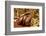 Calabar burrowing boa snake in defensive ball, captive-Daniel Heuclin-Framed Photographic Print