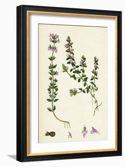 Calamintha Acinos Basil Thyme-null-Framed Giclee Print