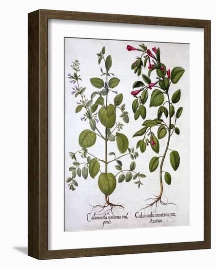 Calamints, from 'Hortus Eystettensis', by Basil Besler (1561-1629), Pub. 1613 (Hand-Coloured Engrav-German School-Framed Giclee Print