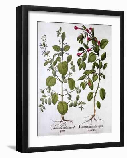 Calamints, from 'Hortus Eystettensis', by Basil Besler (1561-1629), Pub. 1613 (Hand-Coloured Engrav-German School-Framed Giclee Print