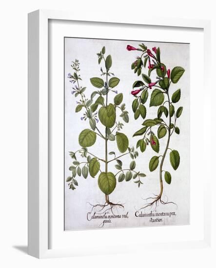 Calamints, from 'Hortus Eystettensis', by Basil Besler (1561-1629), Pub. 1613 (Hand-Coloured Engrav-German School-Framed Giclee Print