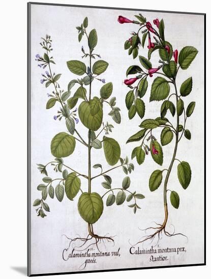 Calamints, from 'Hortus Eystettensis', by Basil Besler (1561-1629), Pub. 1613 (Hand-Coloured Engrav-German School-Mounted Giclee Print