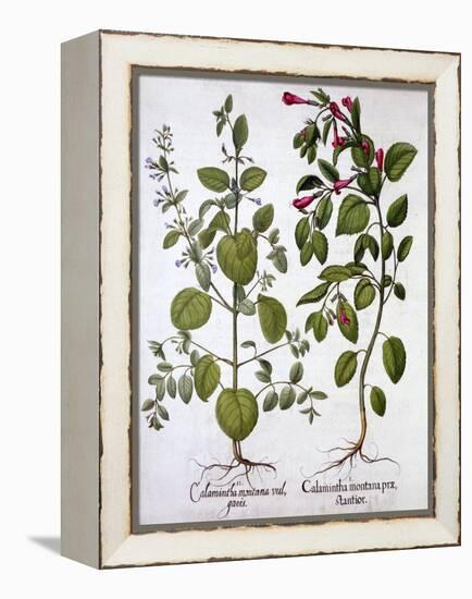 Calamints, from 'Hortus Eystettensis', by Basil Besler (1561-1629), Pub. 1613 (Hand-Coloured Engrav-German School-Framed Premier Image Canvas